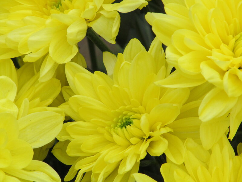 Yellow Chrysanthemum Flowers — Calm, Photograph, Petals, Stems