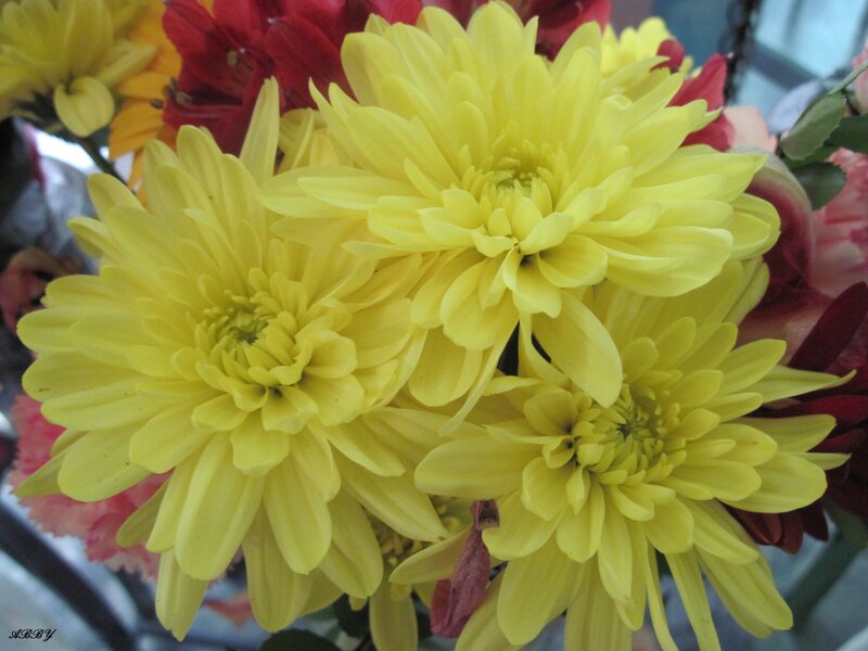 Yellow Chrysanthemum Flowers — Calm, Photograph, Red Flowers