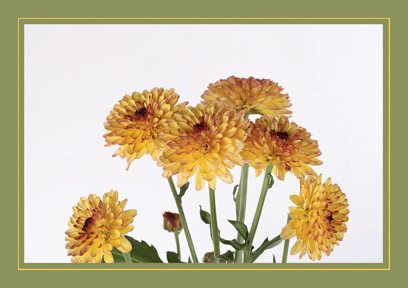 Yellow Chrysanthemum Flowers — Calm, Photograph, Stems, Leaves