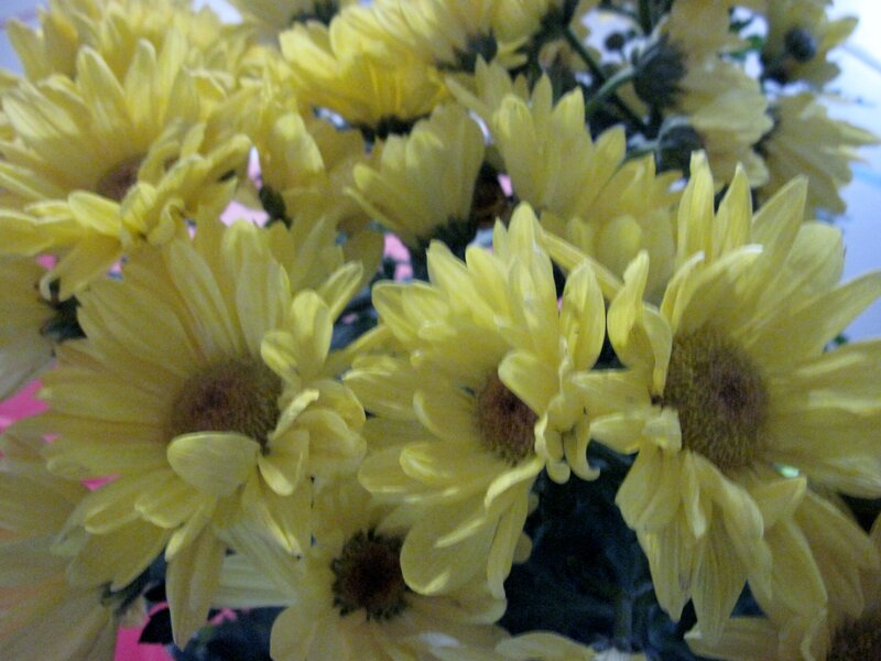 Yellow Chrysanthemum Flowers — Calm, Photograph, Stems