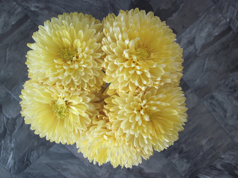 Yellow Chrysanthemum Flowers — Calm, Photograph