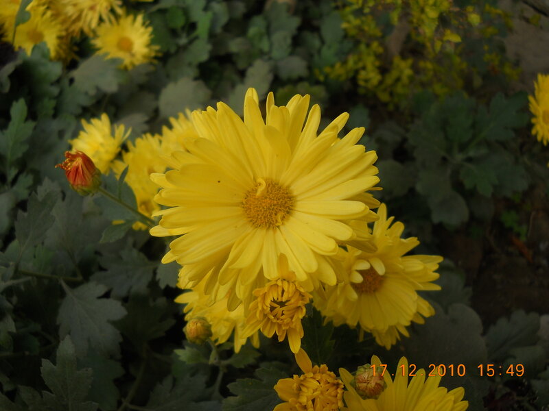 Yellow Chrysanthemum Flowers — Calm