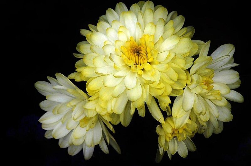 Yellow Chrysanthemum Flowers — Dramatic, Photograph, Black Background