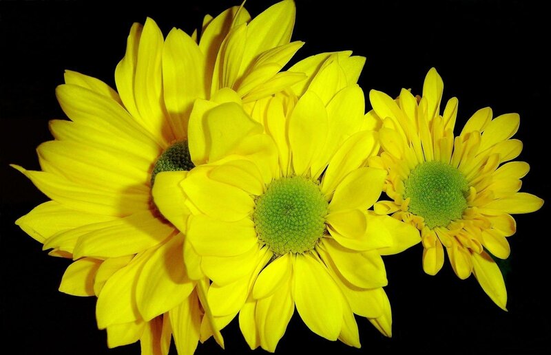 Yellow Chrysanthemum Flowers — Dramatic, Photograph, Green Centers