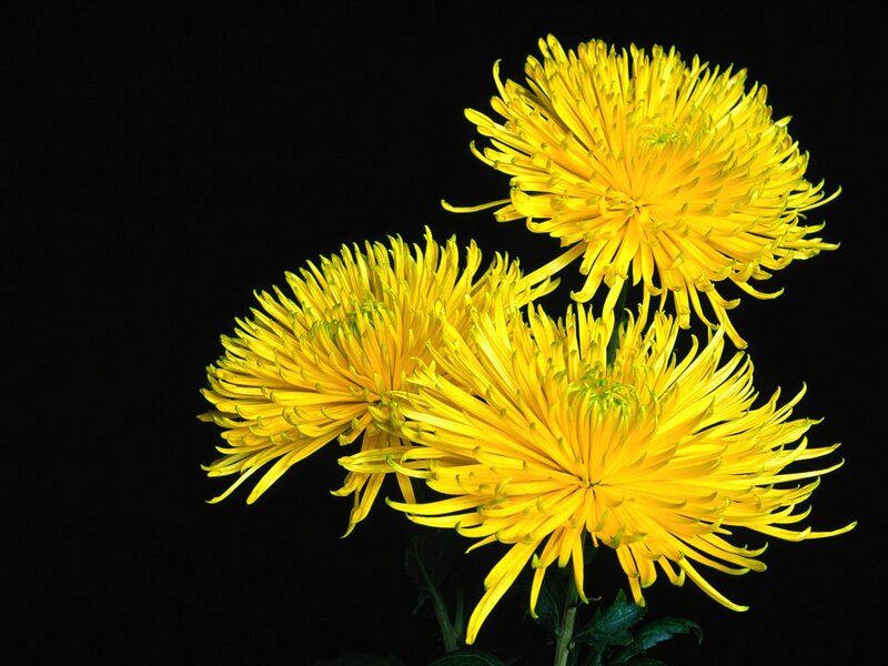 Yellow Chrysanthemum Flowers — Dramatic, Photograph, Stems