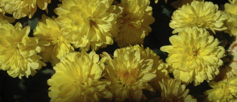 Yellow Chrysanthemum Flowers — Dramatic, Photograph