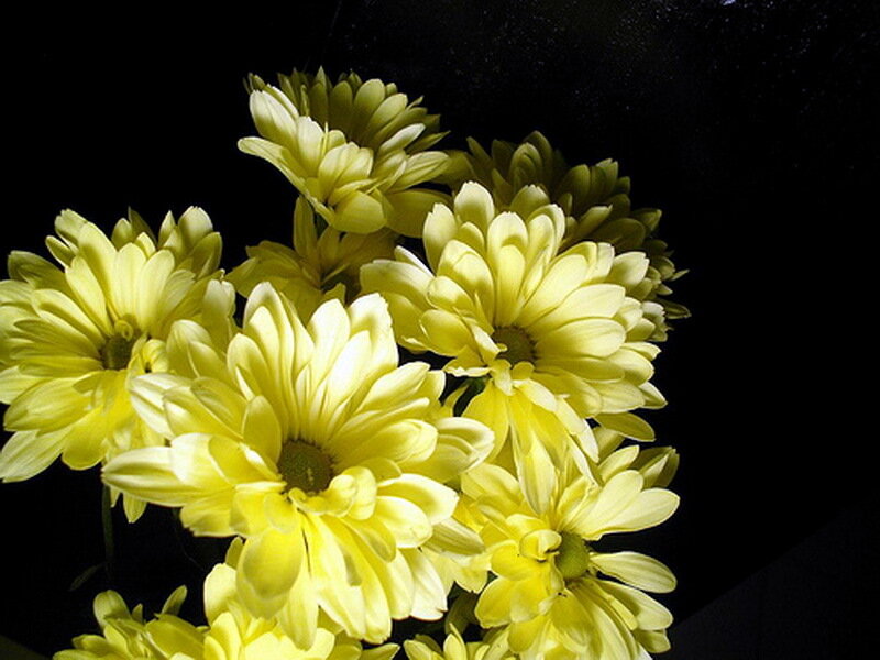 Yellow Chrysanthemum Flowers — Dramatic