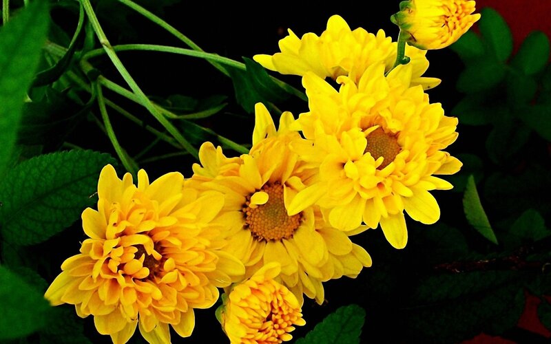 Yellow Chrysanthemum Flowers — Natural, Photograph