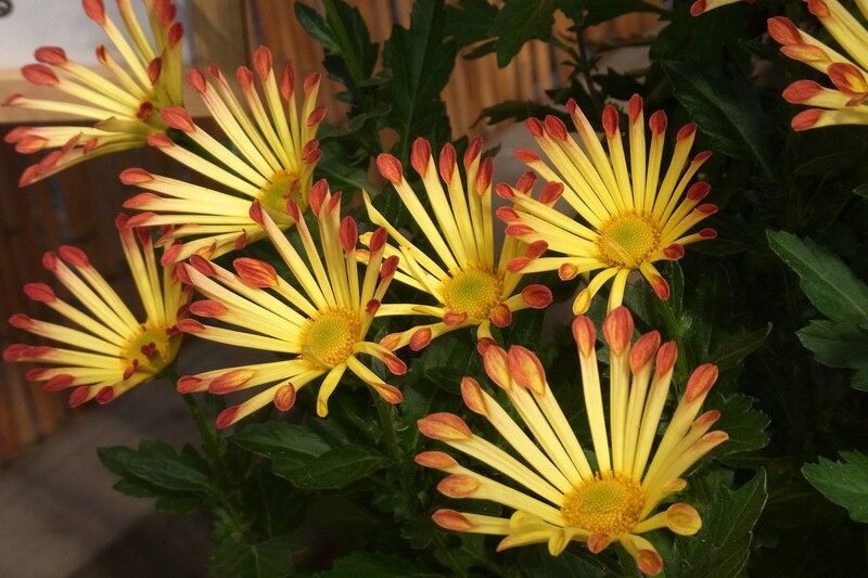 Yellow Chrysanthemum Flowers — Natural