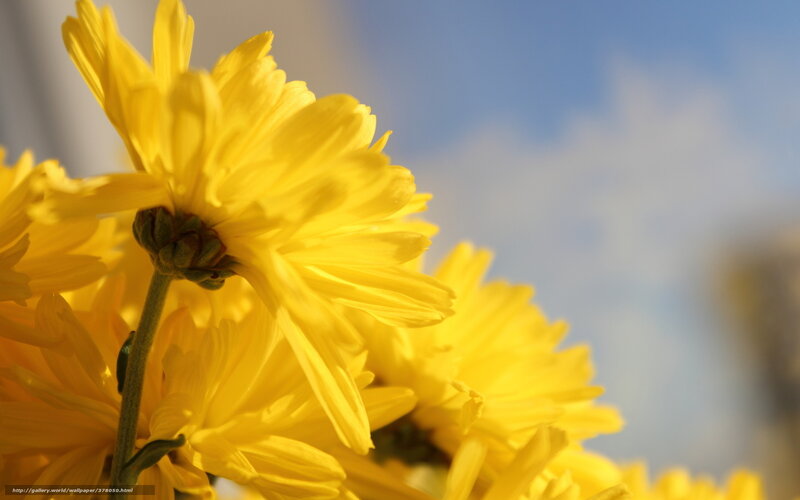 Yellow Chrysanthemum Flowers — Serene, Afternoon, Photograph