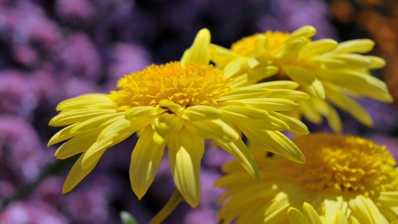 Yellow Chrysanthemum Flowers — Serene, Afternoon