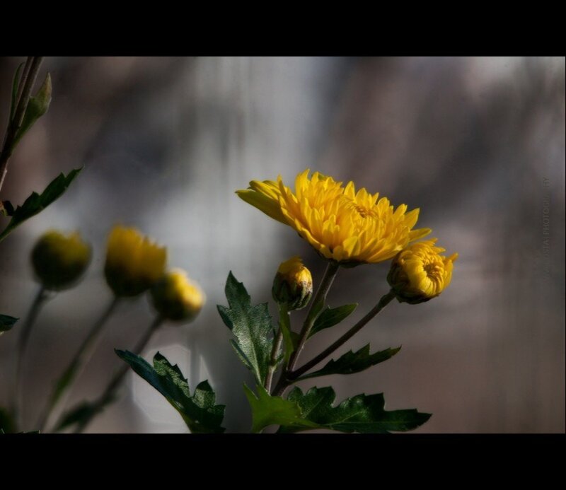 Yellow Chrysanthemum Flowers — Serene, Photograph