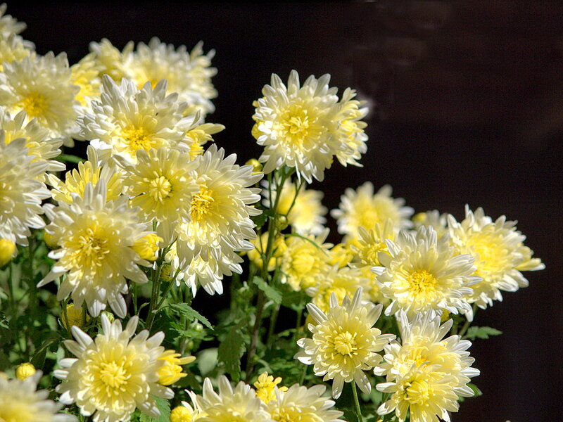 Yellow Chrysanthemum Flowers — Serene