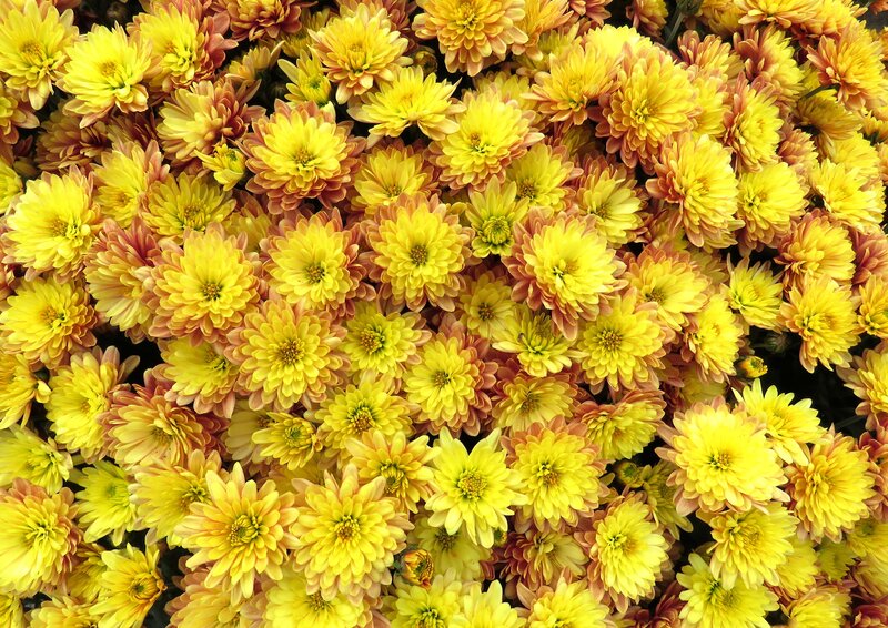 Yellow Chrysanthemum Flowers — Vibrant, Autumn