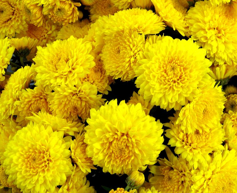 Yellow Chrysanthemum Flowers — Vibrant, Photograph, Bloom