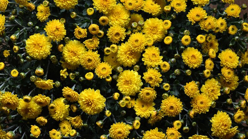 Yellow Chrysanthemum Flowers — Vibrant, Photograph, Buds