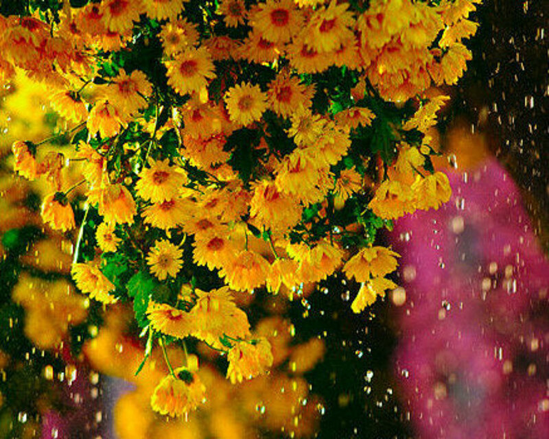 Yellow Chrysanthemum Flowers — Vibrant, Photograph, Green Leaves