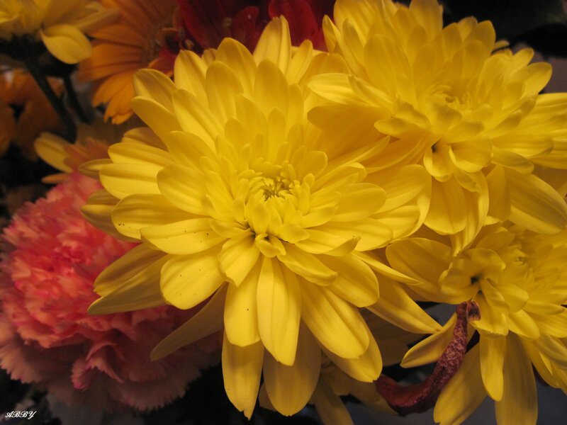Yellow Chrysanthemum Flowers — Vibrant, Photograph