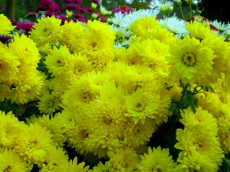 Yellow Chrysanthemum Flowers — Vibrant, Summer