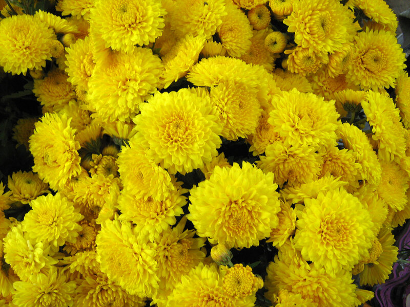 Yellow Chrysanthemum Flowers — Vibrant