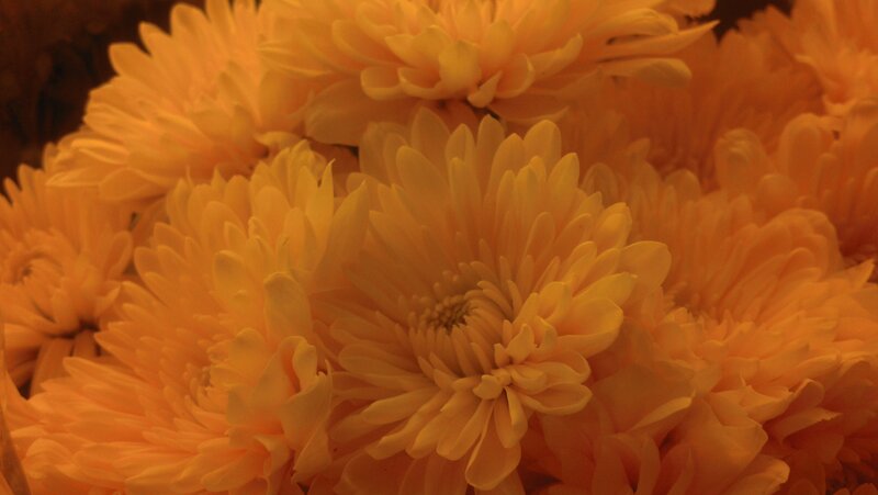 Yellow Chrysanthemum Flowers — Warm