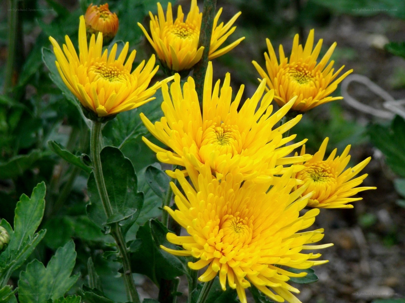 Yellow chrysanthemum flowers