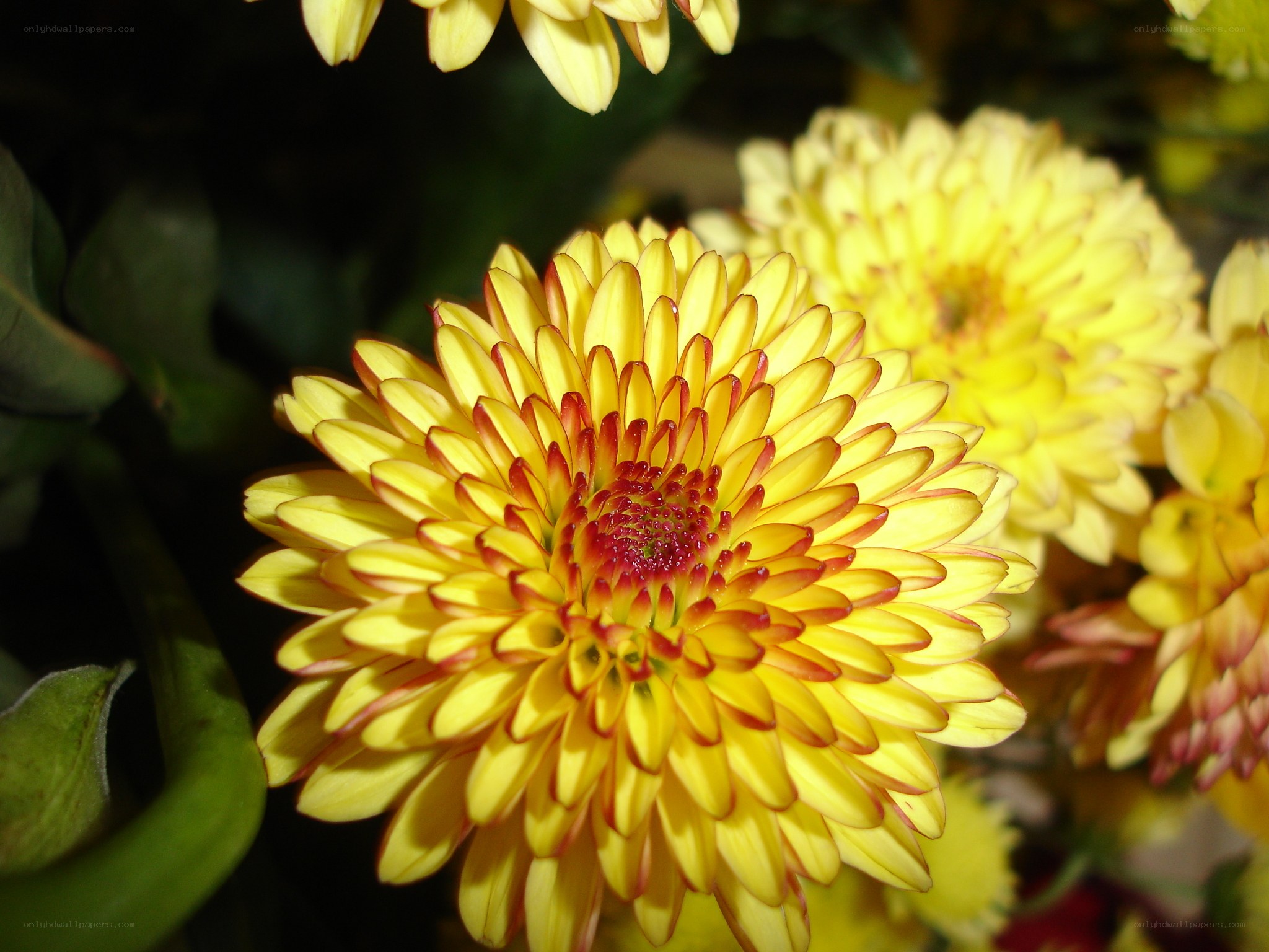 Yellow chrysanthemum in bloom