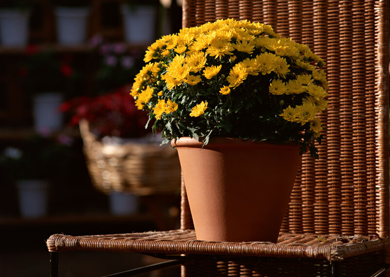 Yellow Chrysanthemum in Pot
