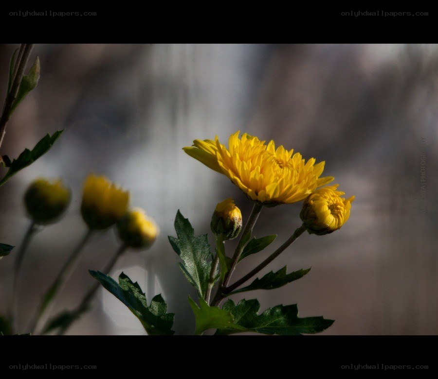 Yellow chrysanthemum in soft light