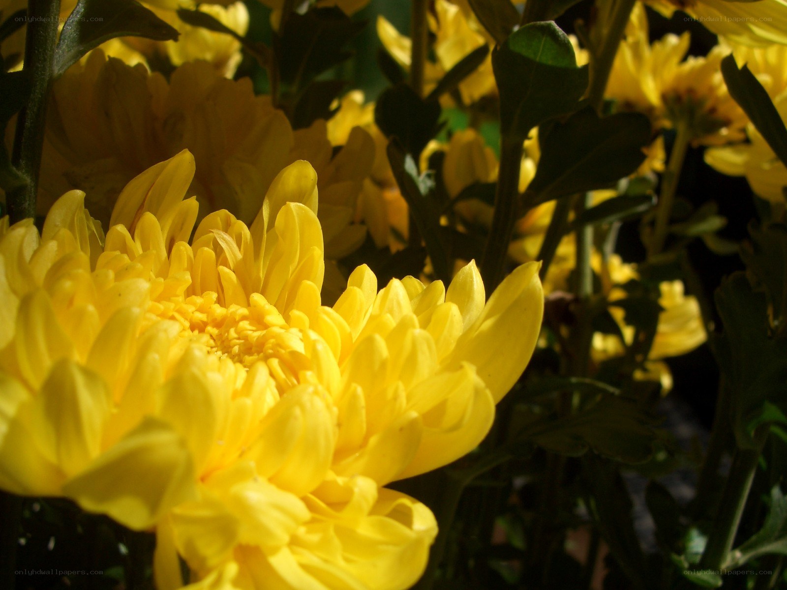 Yellow chrysanthemum in sunlight