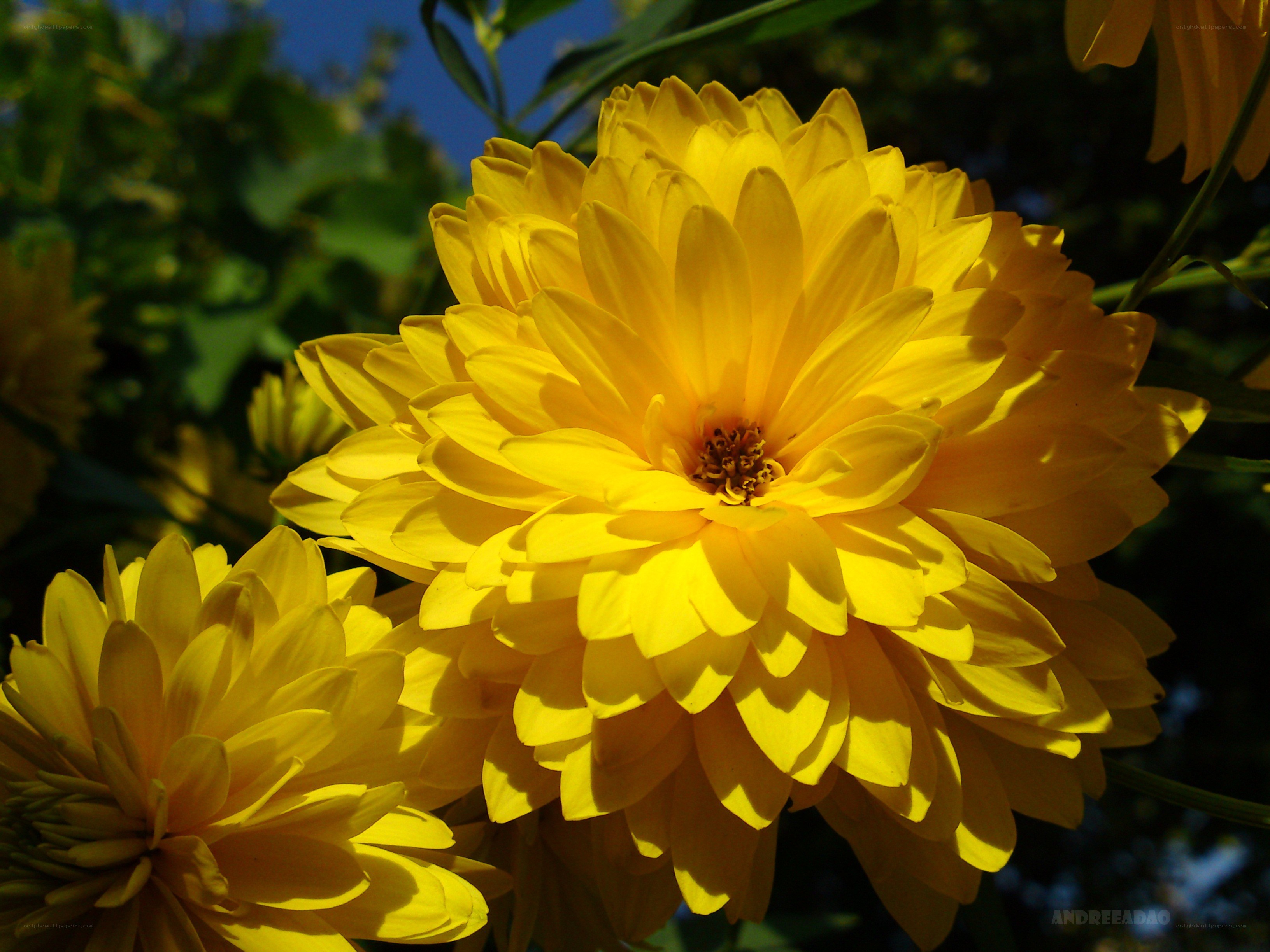 Yellow chrysanthemum in sunlight