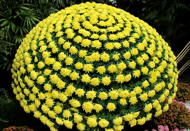Yellow Chrysanthemum Sphere