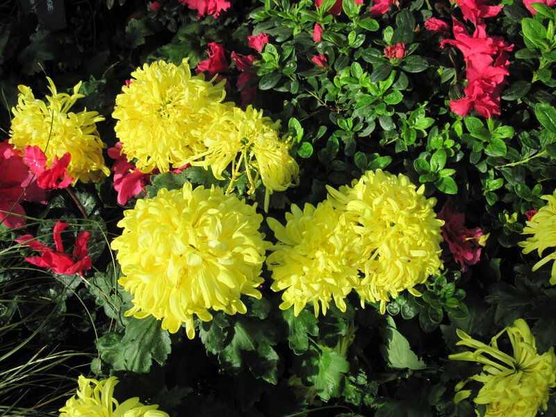 Yellow Chrysanthemums — Bright