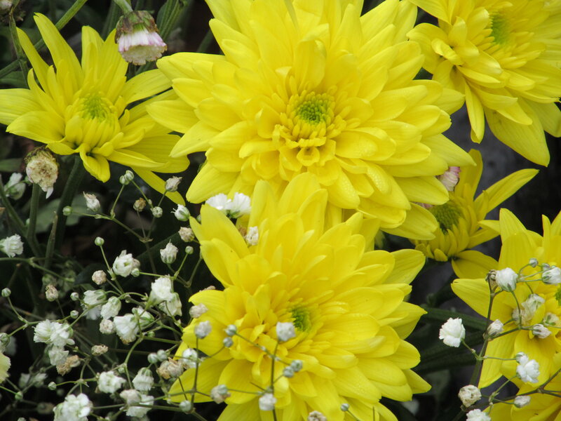 Yellow Chrysanthemums — Calm