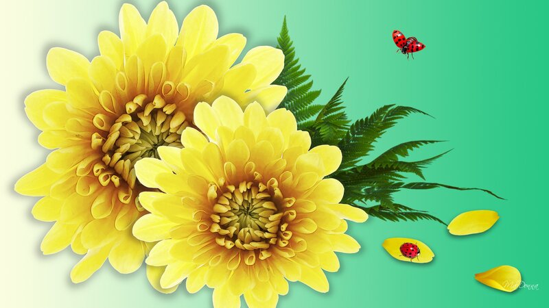 Yellow Chrysanthemums — Cheerful