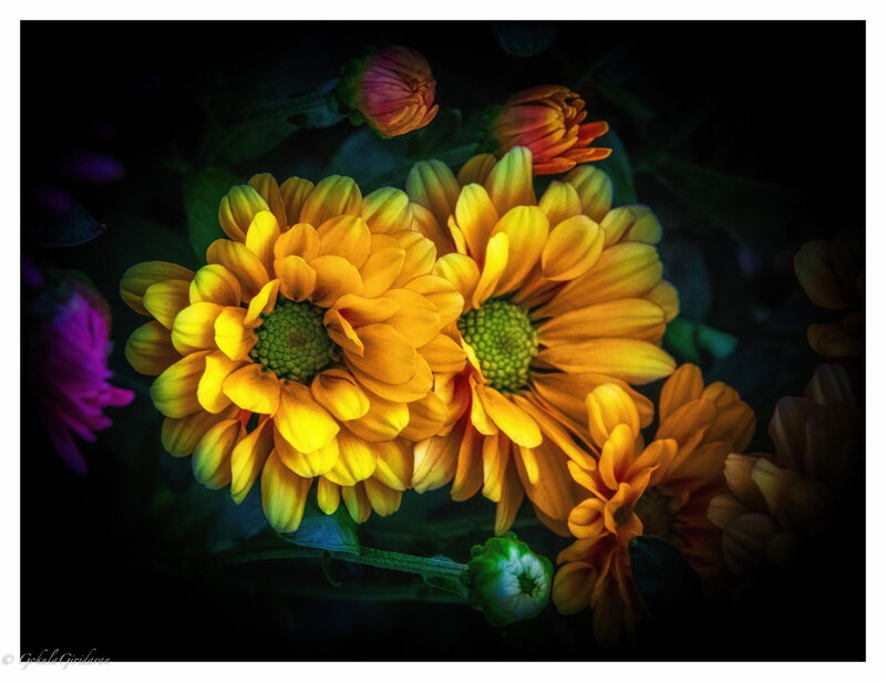 Yellow Chrysanthemums — Dramatic