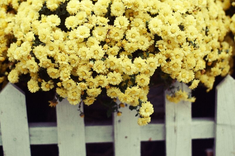 Yellow chrysanthemums in a basket