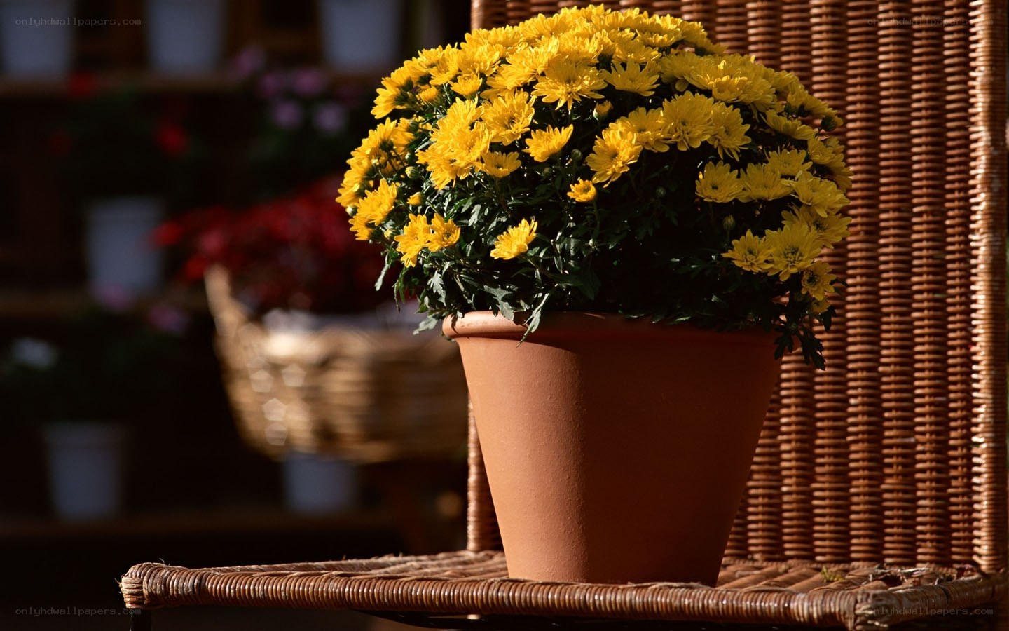 Yellow chrysanthemums in a pot