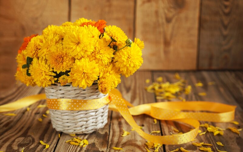 Yellow Chrysanthemums in Basket — Calm, Photograph, Ribbon