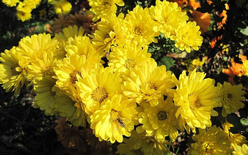 Yellow chrysanthemums in bloom