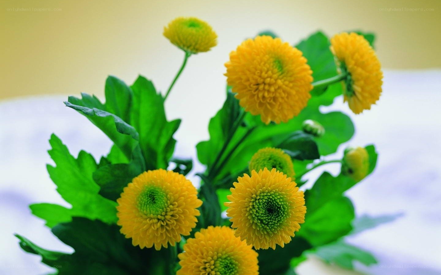 Yellow chrysanthemums in bloom