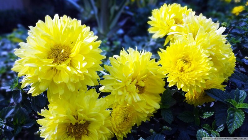 Yellow chrysanthemums in bloom