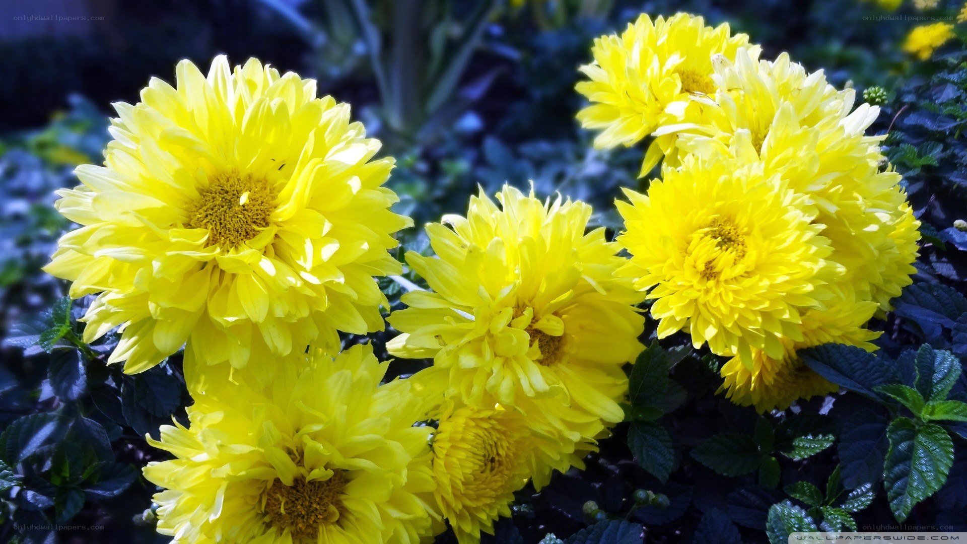 Yellow chrysanthemums in bloom