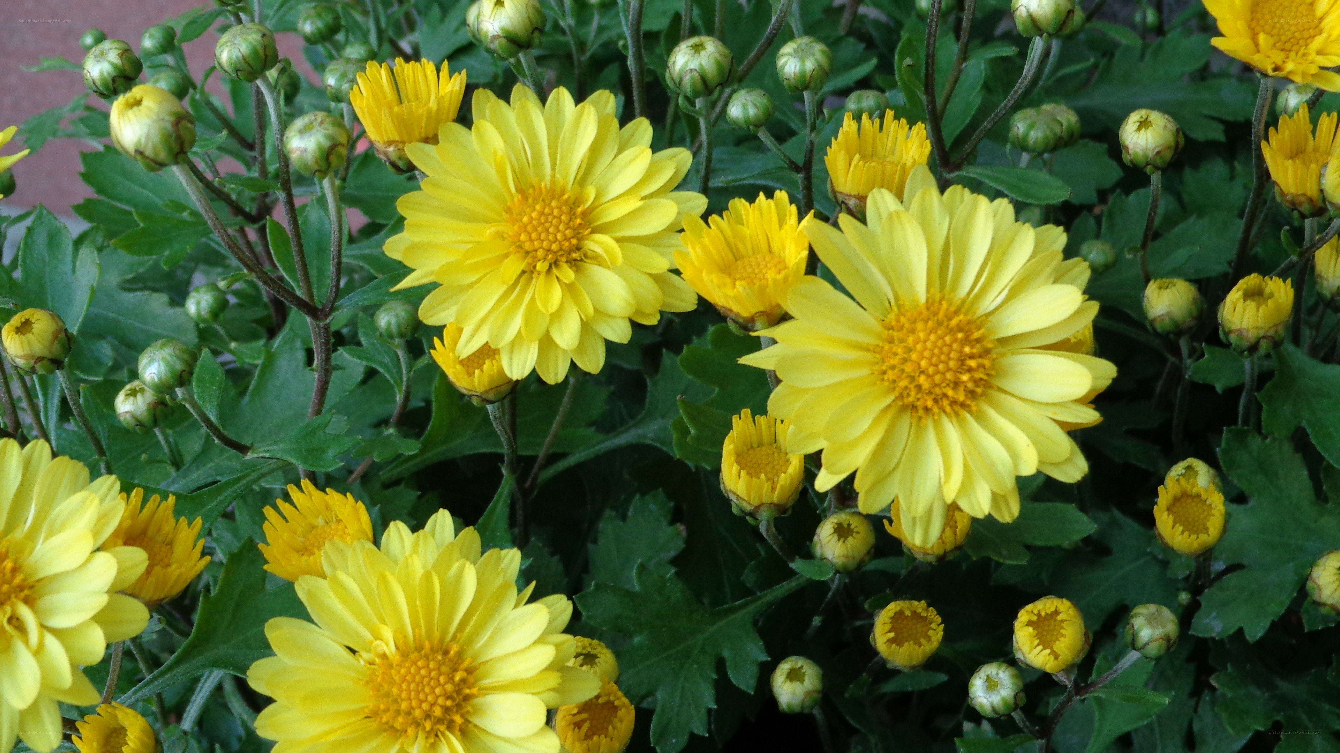 Yellow chrysanthemums in bloom