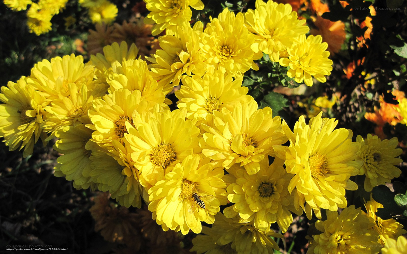 Yellow chrysanthemums in bloom