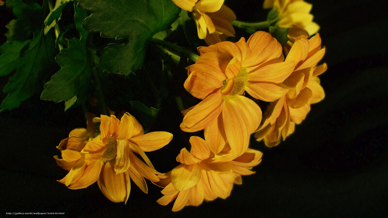 Yellow chrysanthemums in dark setting