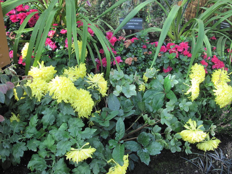Yellow Chrysanthemums in Garden — Calm