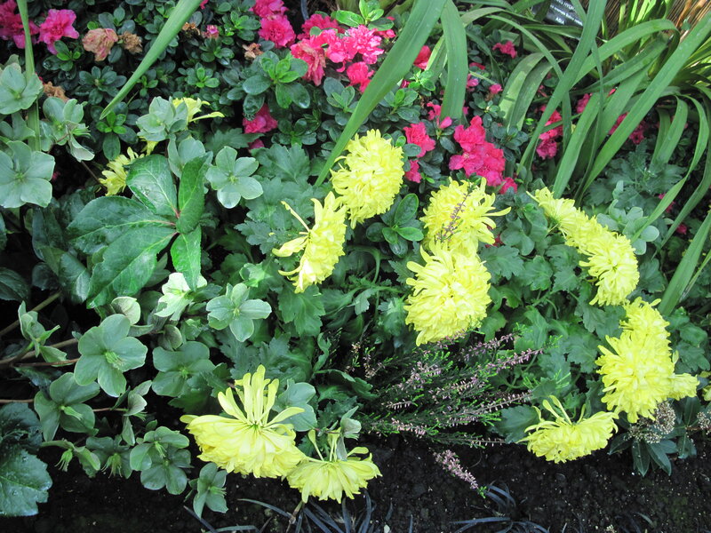 Yellow Chrysanthemums in Garden