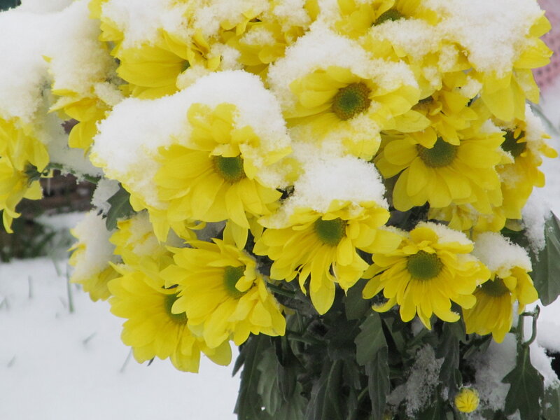 Yellow Chrysanthemums in Snow