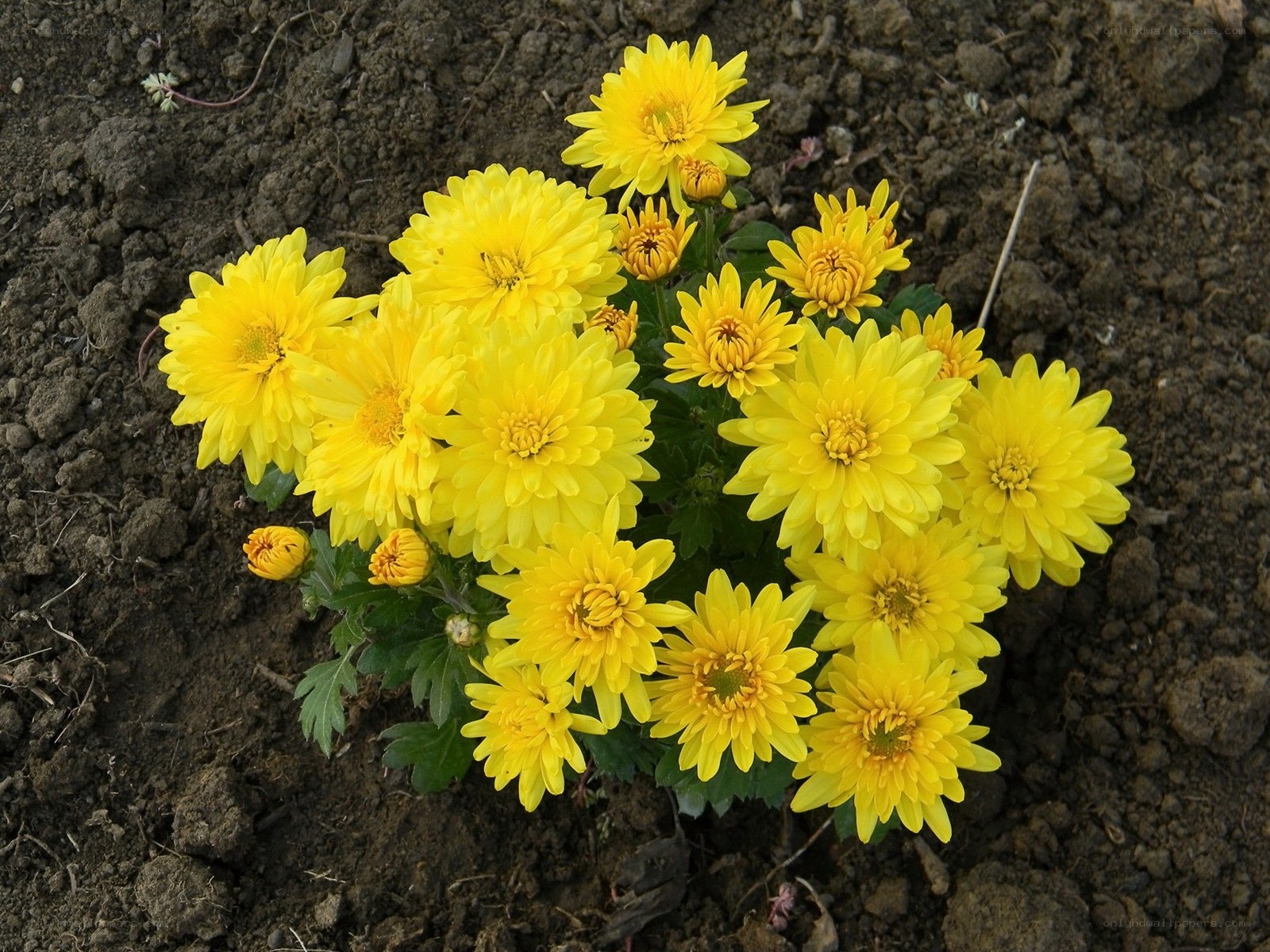 Yellow chrysanthemums in soil